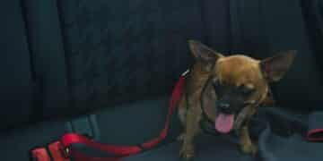dog car