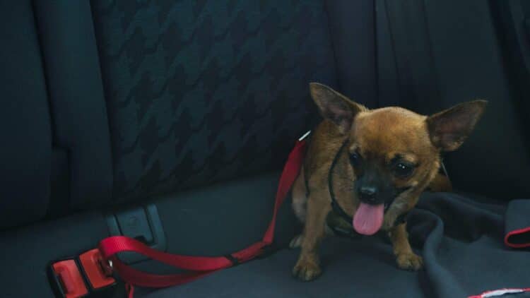 dog car