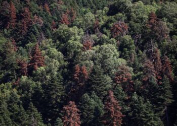 forests