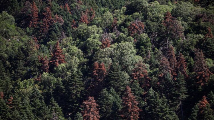forests