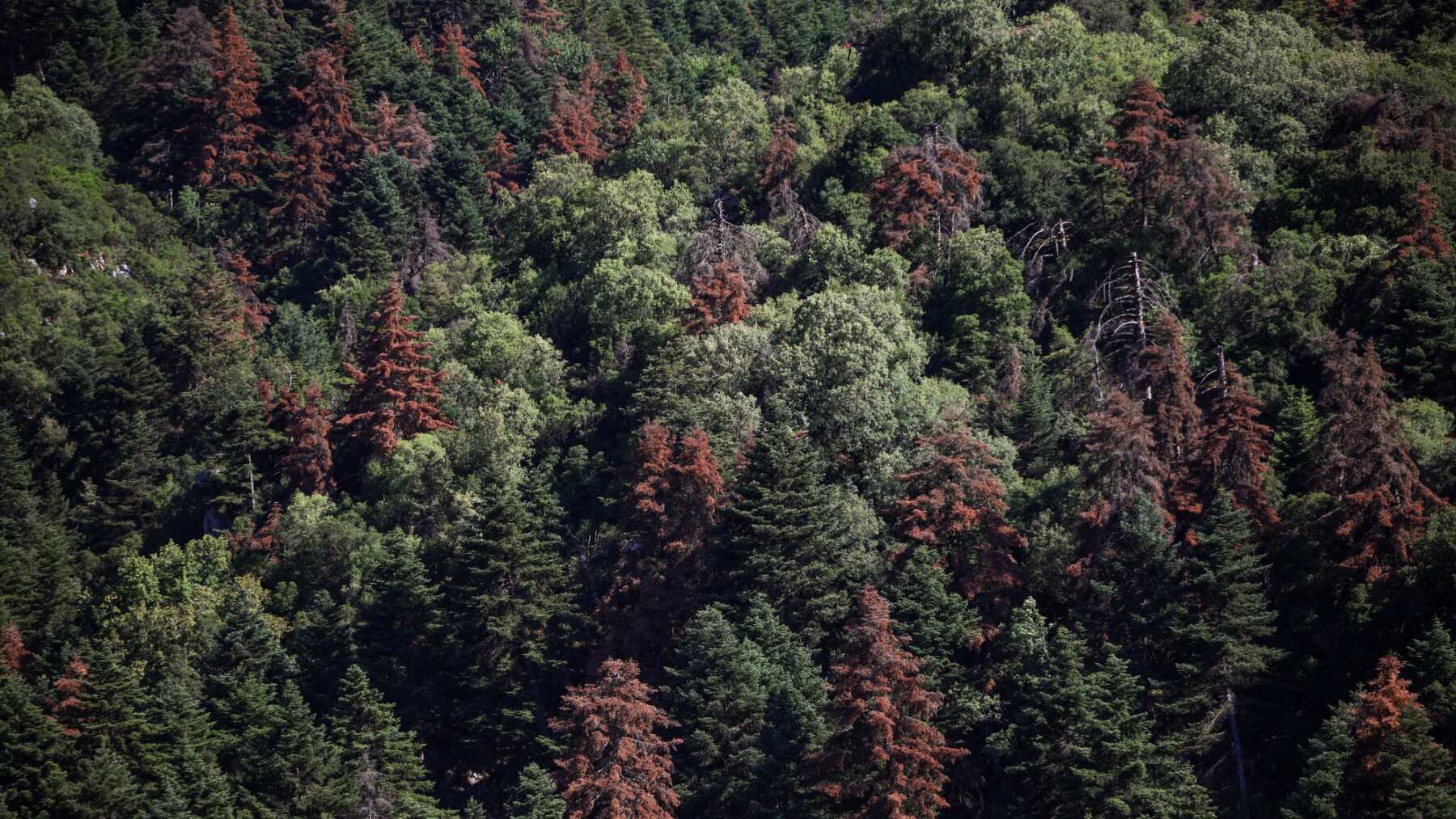Greek fir forests dying from heat and low snow 1 forests