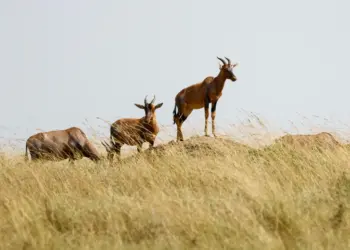 Robot antelopes