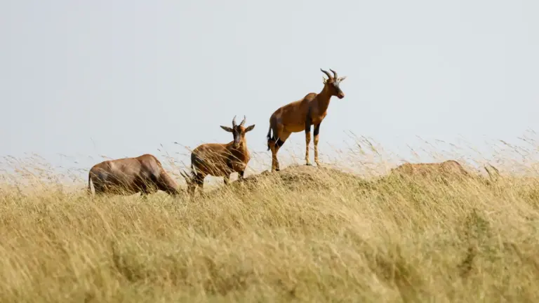 Robot antelopes