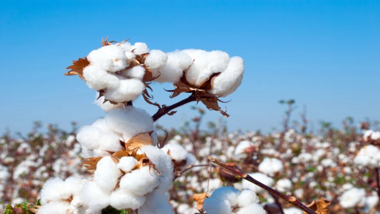 Cotton Duty