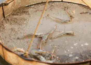 India shrimp