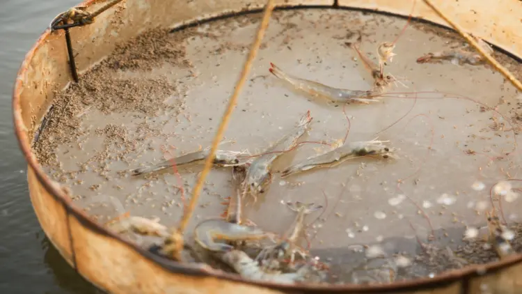 India shrimp