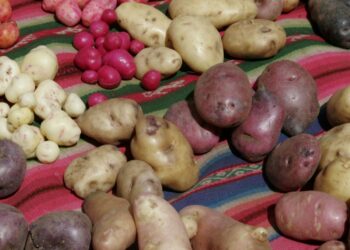 Potato