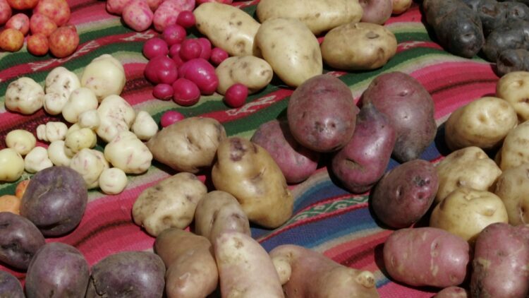 Potato