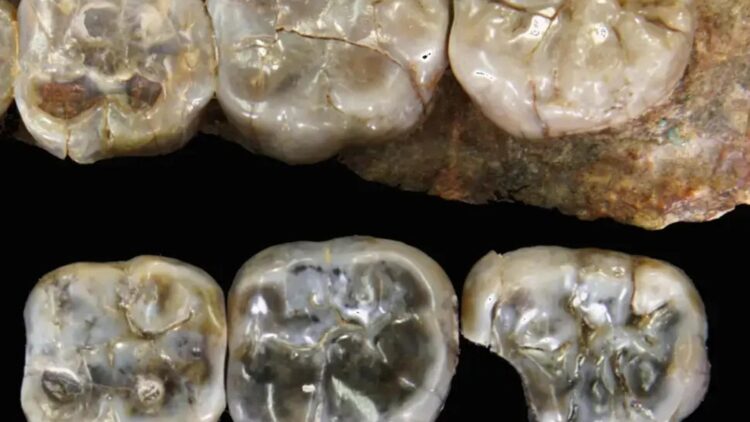 Ethiopian fossils