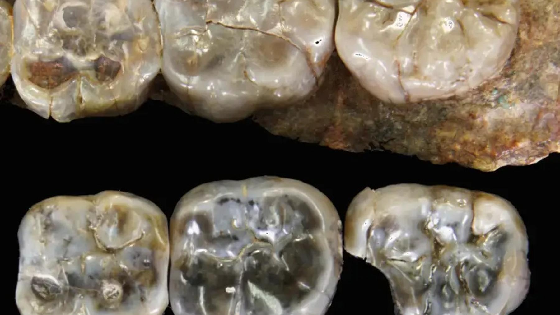 Ethiopian fossils uncover new species in human lineage