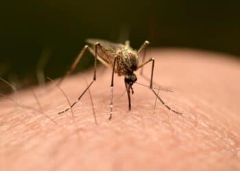 Mosquitoes detected in Iceland for the first time