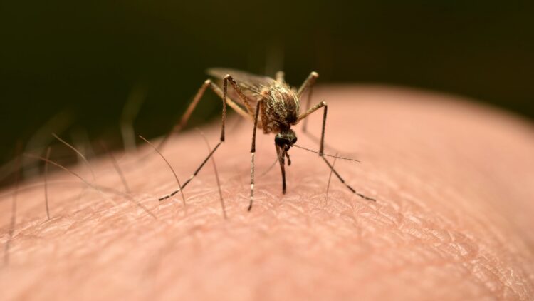 Mosquitoes detected in Iceland for the first time