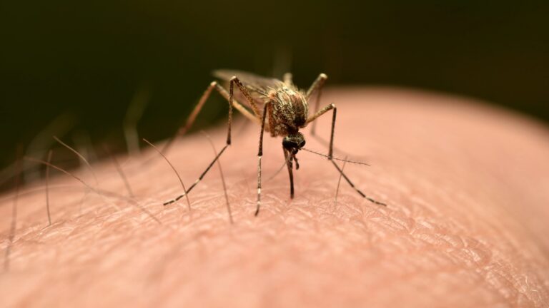 Mosquitoes detected in Iceland for the first time