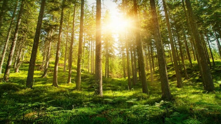 UN secretary-general tells COP30 that missing 1.5°C goal would be a moral catastrophe 1 UN secretary-general tells COP30 that missing 1.5°C goal would be a catastrophe