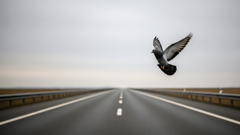 Homing pigeon flying low over a highway, pigeon navigation in overcast light, 34 pigeons