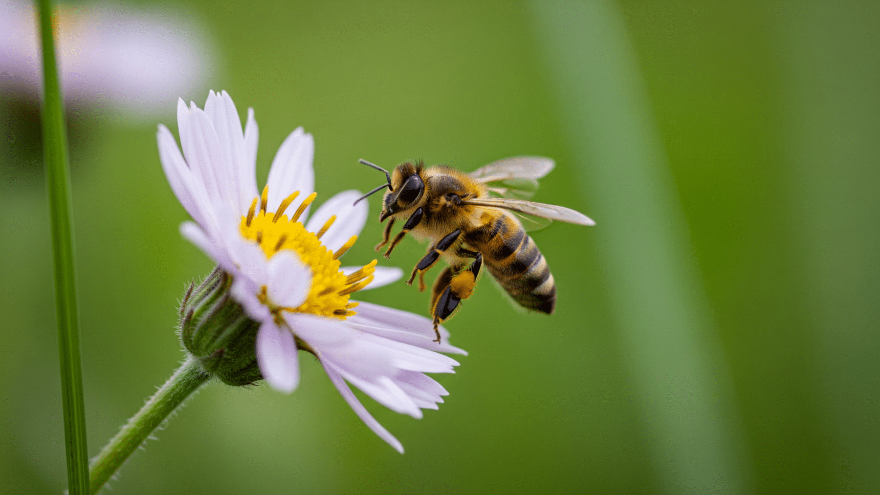 Honeybee hovering close to a flower, bee brain pattern recognition study, backyard bee