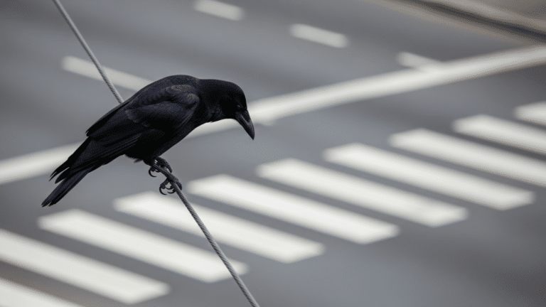 Crow perched above a crosswalk watching traffic light below