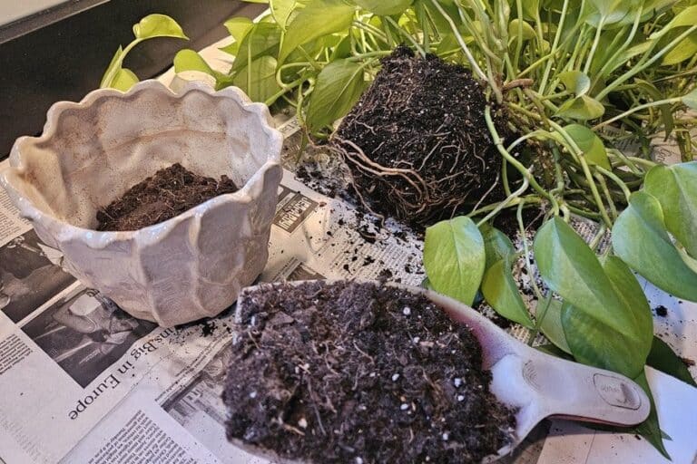 Houseplant buyers spend more per trip but shop less often